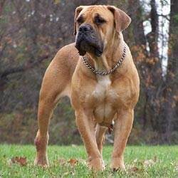 Dünyanın en güçlü köpeği o çıktı