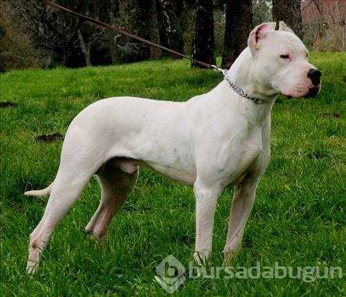 Dünyanın en güçlü köpeği o çıktı
