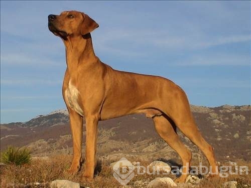 Dünyanın en güçlü köpeği o çıktı