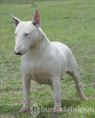 Dünyanın en güçlü köpeği o çıktı