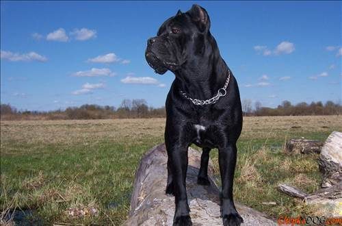 Dünyanın en güçlü köpeği o çıktı
