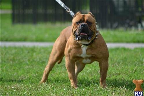 Dünyanın en güçlü köpeği o çıktı