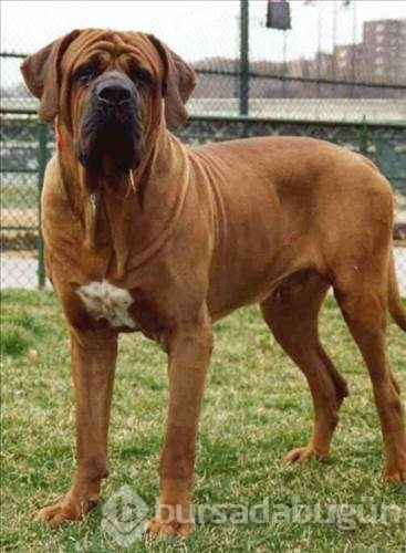 Dünyanın en güçlü köpeği o çıktı