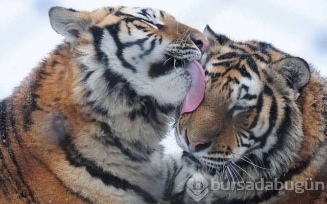Pazartesi sendromuna 60 harika fotoğraf