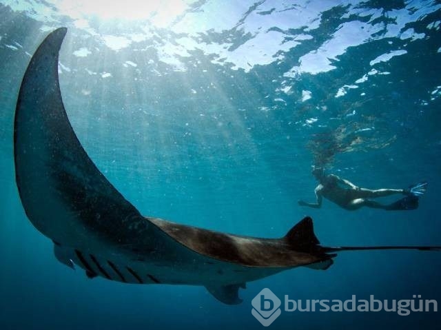 Pazartesi sendromuna 60 harika fotoğraf