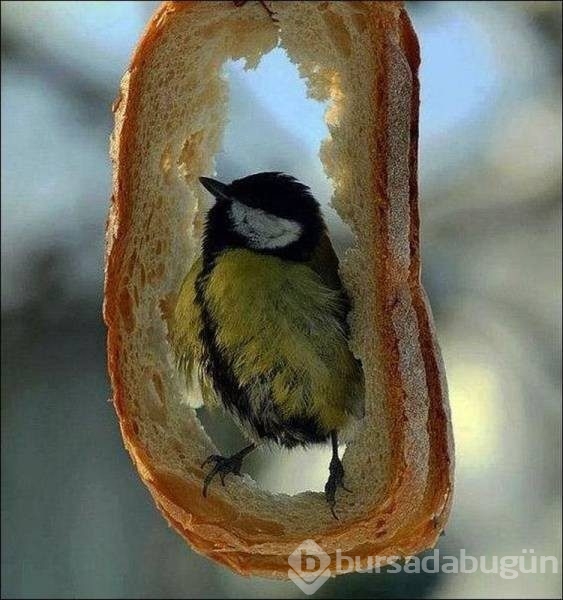 Pazartesi sendromuna 60 harika fotoğraf