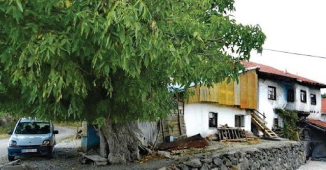 Cevizdeki hayrete düşüren ayrıntılar 