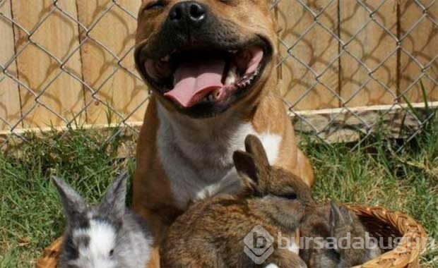 Saldırganlıkla ünlü Pitbull'ların en masum halleri