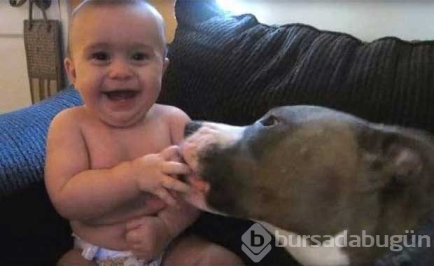 Saldırganlıkla ünlü Pitbull'ların en masum halleri