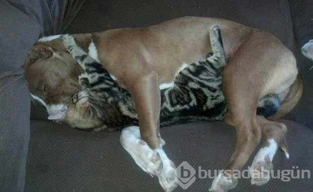 Saldırganlıkla ünlü Pitbull'ların en masum halleri