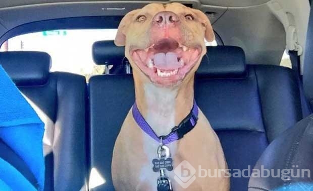 Saldırganlıkla ünlü Pitbull'ların en masum halleri