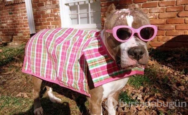 Saldırganlıkla ünlü Pitbull'ların en masum halleri