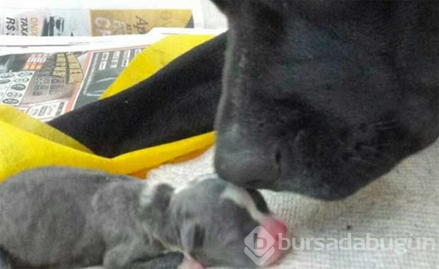 Saldırganlıkla ünlü Pitbull'ların en masum halleri