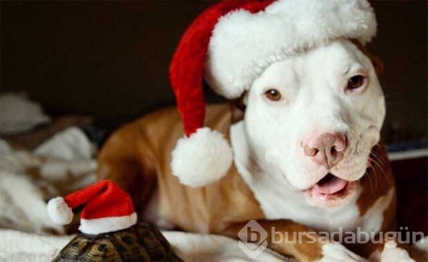 Saldırganlıkla ünlü Pitbull'ların en masum halleri