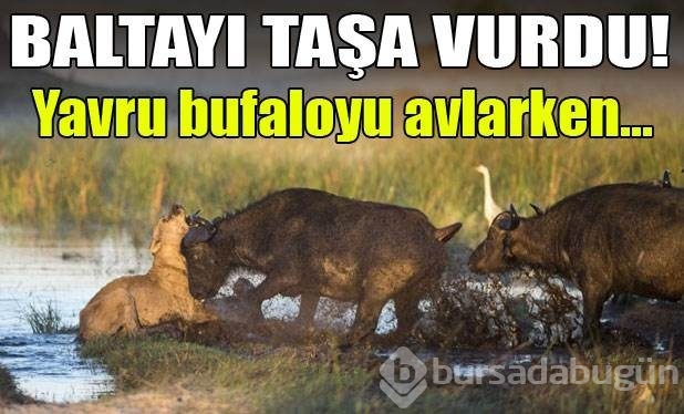 Hayvanlar dünyasından vahşi kareler!