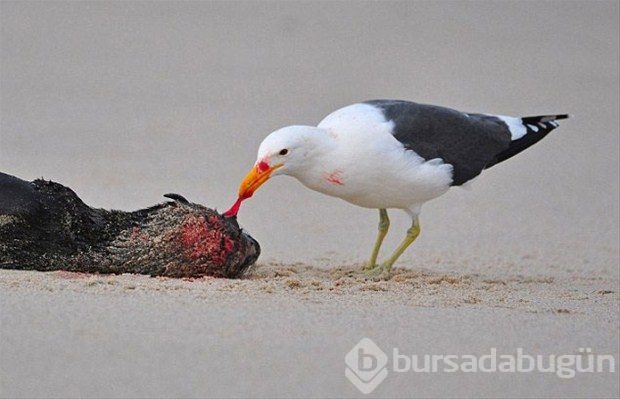 Hayvanlar dünyasından vahşi kareler!