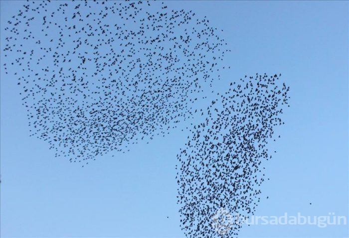 Sığırcıkların gökyüzündeki dansı	