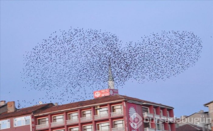 Sığırcıkların gökyüzündeki dansı	