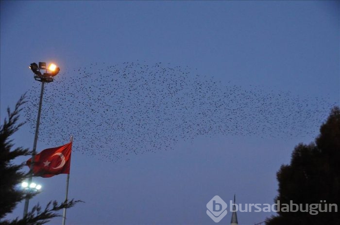 Sığırcıkların gökyüzündeki dansı	