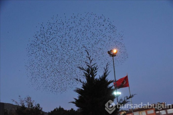 Sığırcıkların gökyüzündeki dansı	