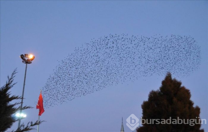 Sığırcıkların gökyüzündeki dansı	