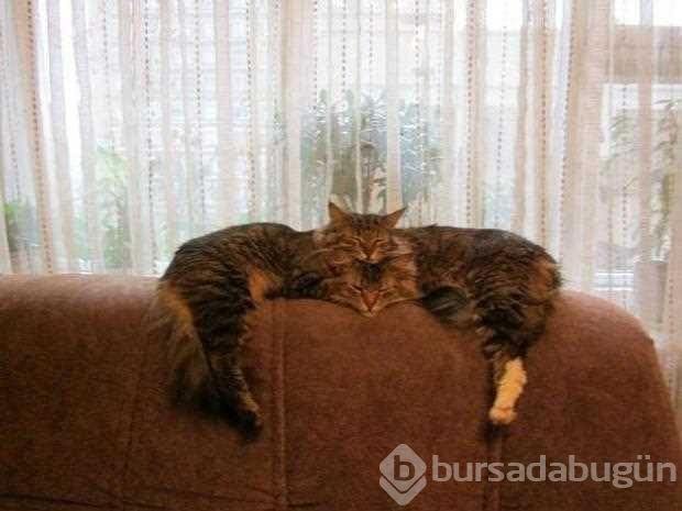 Anlamak için 2 kere bakın
