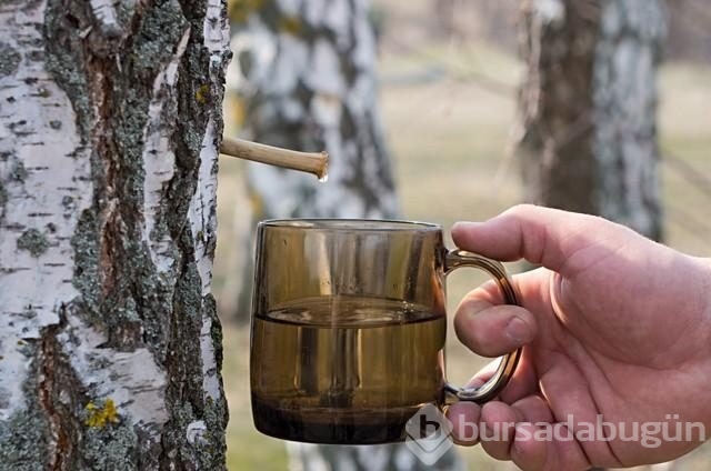 2016 yılının trend besinleri