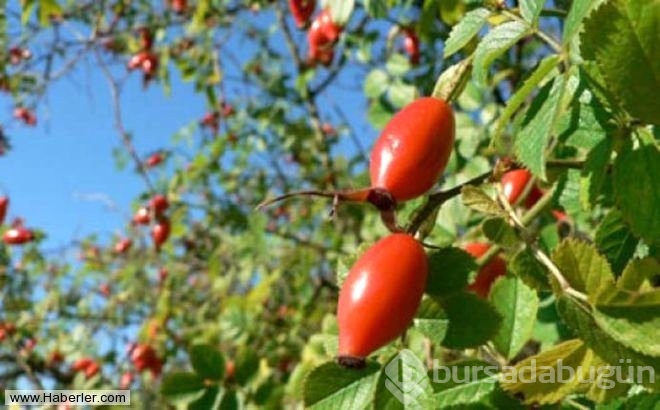 Kış aylarının vitamin deposu: Kuşburnu