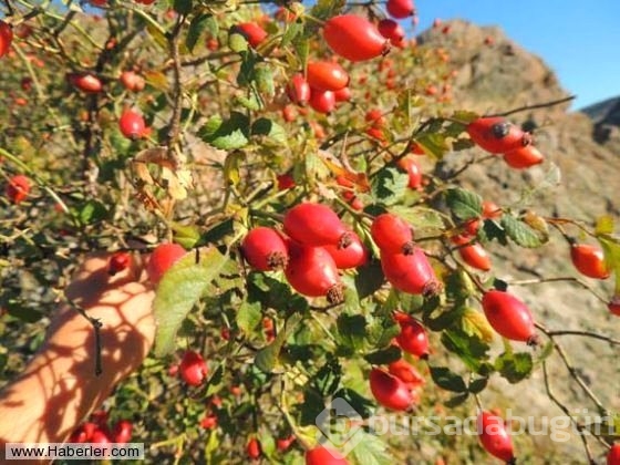 Kış aylarının vitamin deposu: Kuşburnu