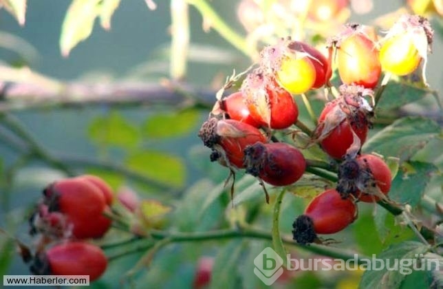 Kış aylarının vitamin deposu: Kuşburnu