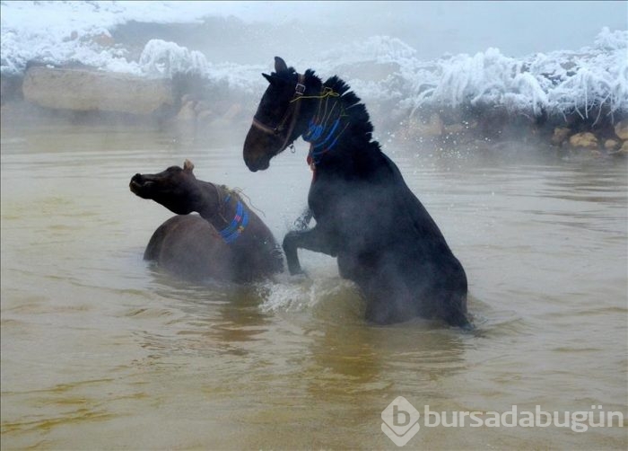 Manda ve atlarını kaplıca suyunda yıkıyorlar