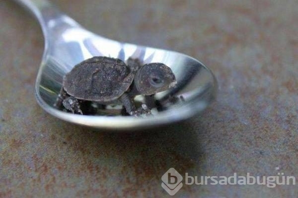 Günün en ilginç fotoğrafları