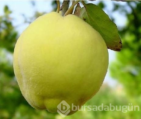 Ayvanın öyle bir faydası var ki...
