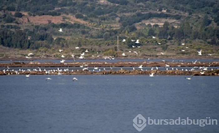 Göçmen kuşlar Tuzla Sulak Alanı'na akın ediyor