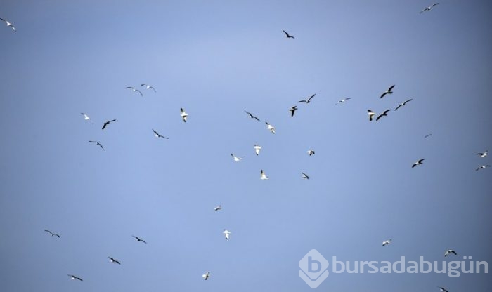 Göçmen kuşlar Tuzla Sulak Alanı'na akın ediyor