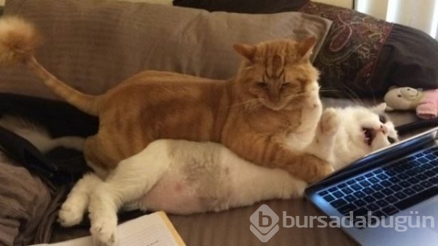 2015'in en sevimli minnakları! Bu kedilere bayılacaksınız...