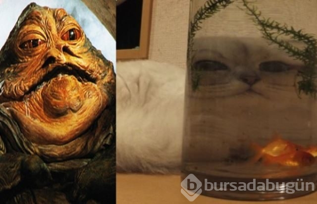 2015'in en sevimli minnakları! Bu kedilere bayılacaksınız...