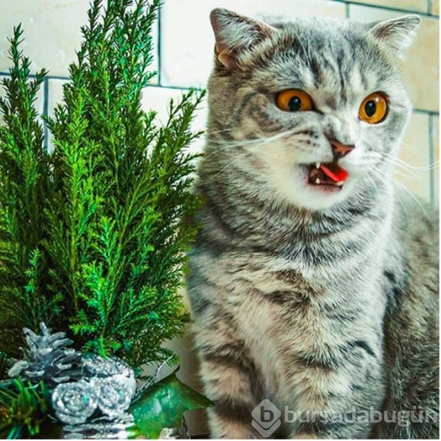 2015'in en sevimli minnakları! Bu kedilere bayılacaksınız...