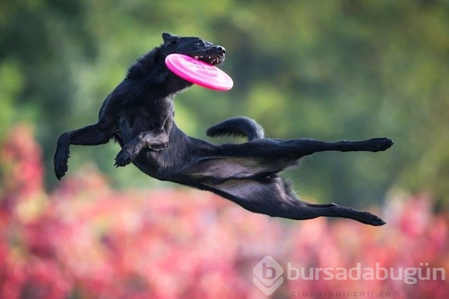 Ayakları yerden kesilmiş 25 uçan köpek