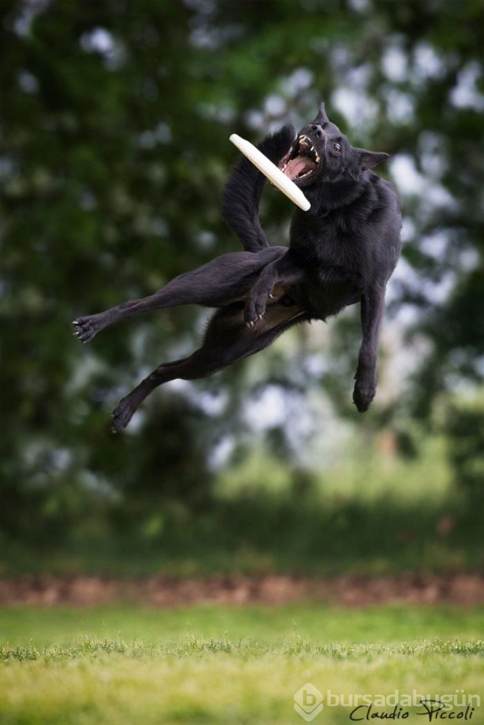 Ayakları yerden kesilmiş 25 uçan köpek