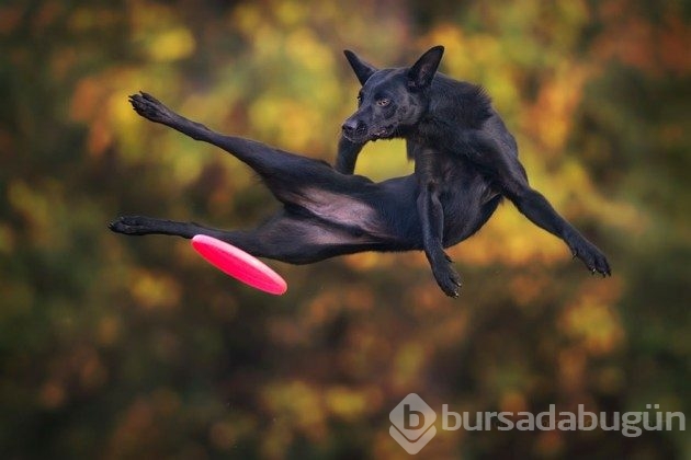 Ayakları yerden kesilmiş 25 uçan köpek