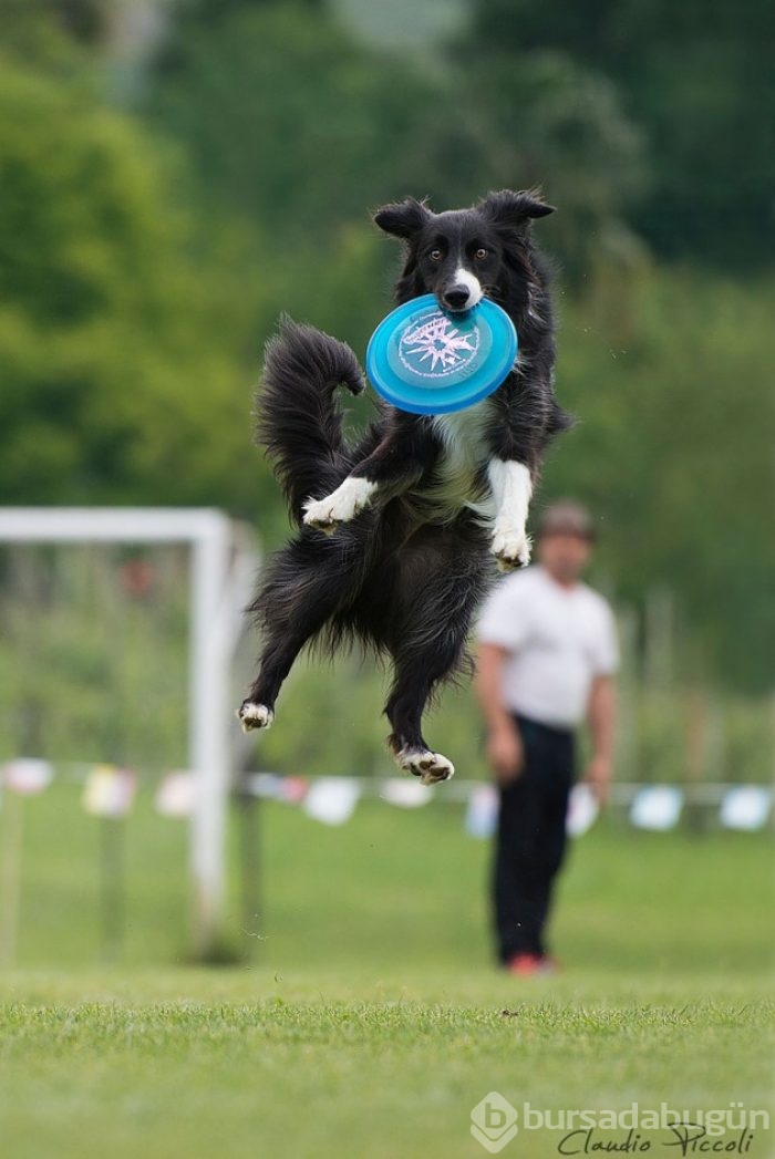 Ayakları yerden kesilmiş 25 uçan köpek