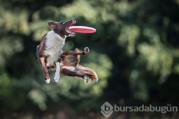 Ayakları yerden kesilmiş 25 uçan köpek