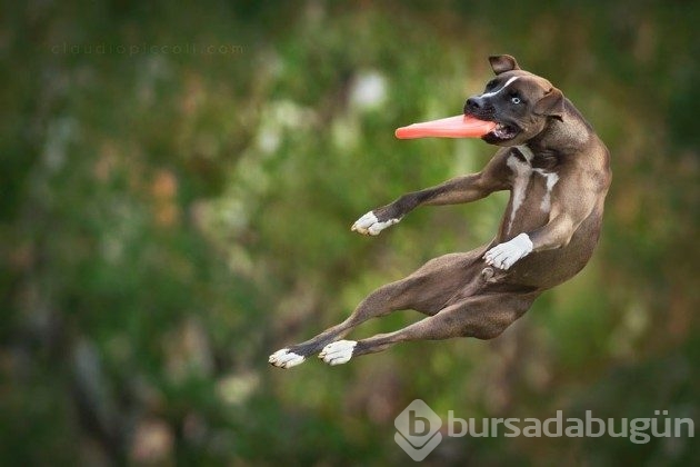 Ayakları yerden kesilmiş 25 uçan köpek