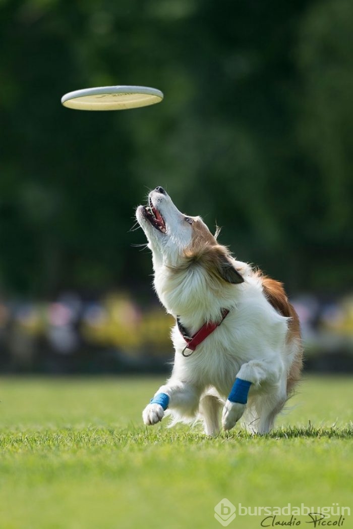 Ayakları yerden kesilmiş 25 uçan köpek