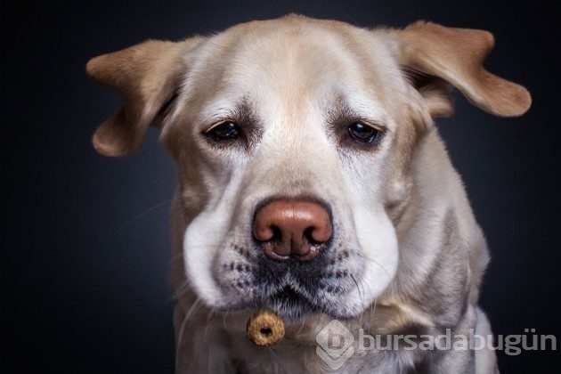 'Açlıktan gözü dönmek' deyiminin hakkını veren 10 köpek