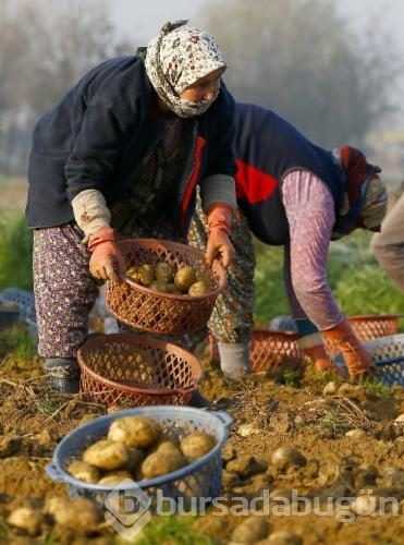 Patatesin fiyatı ucuzladı