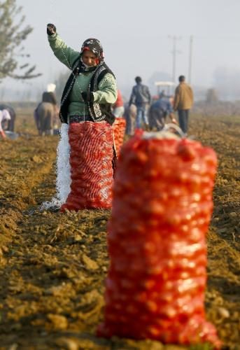 Patatesin fiyatı ucuzladı