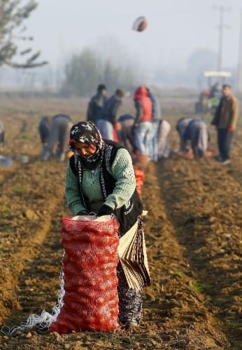 Patatesin fiyatı ucuzladı