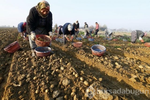 Patatesin fiyatı ucuzladı